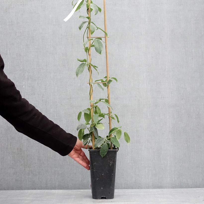 Amostra de Holboellia traversii Vaso de 3 L/4 L tal como entregue no inverno