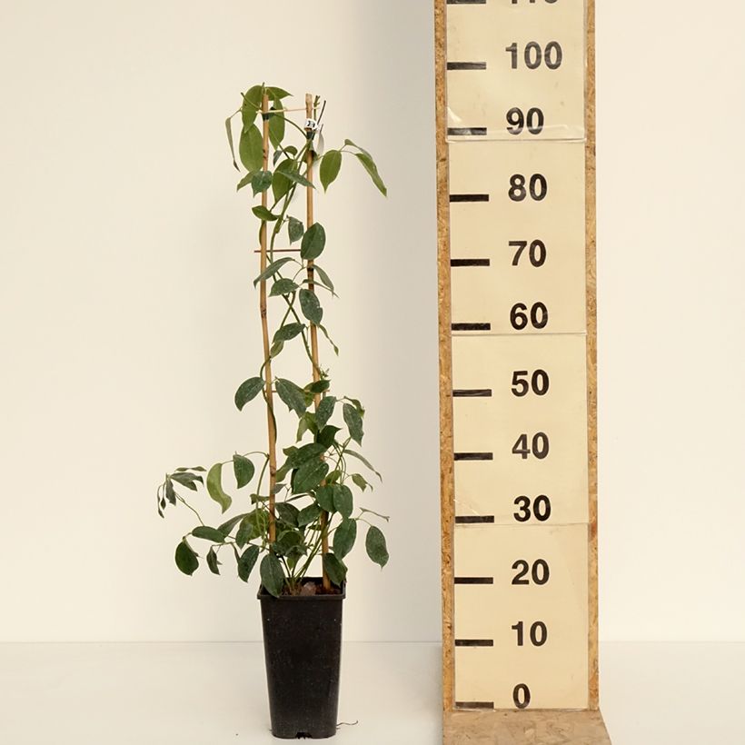 Amostra de Holboellia traversii Vaso de 3 L/4 L tal como entregue na primavera