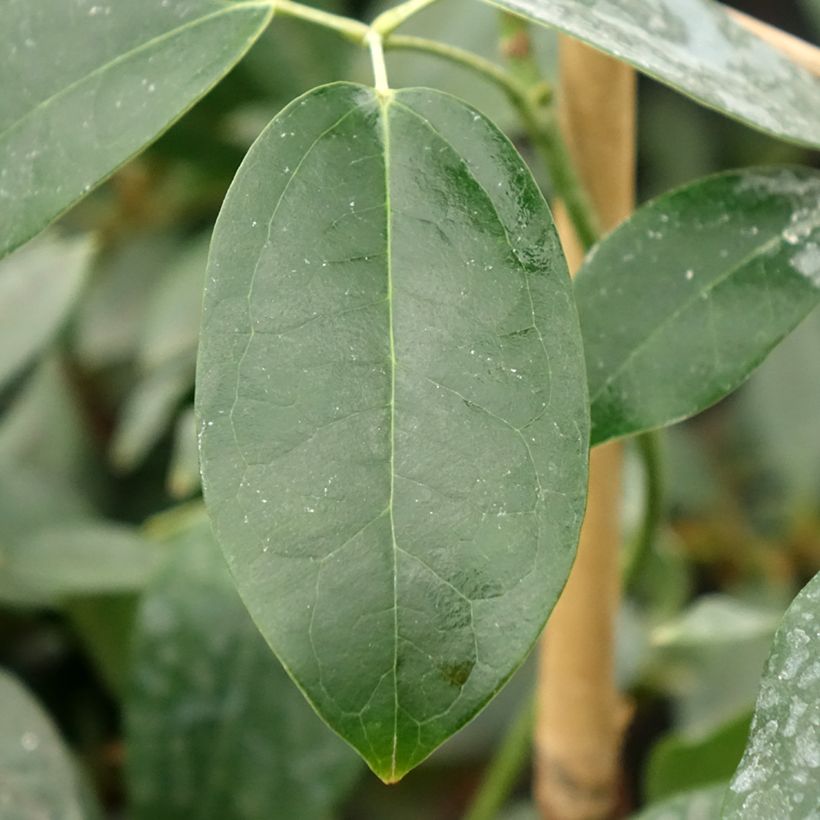 Holboellia traversii (Folhagem)
