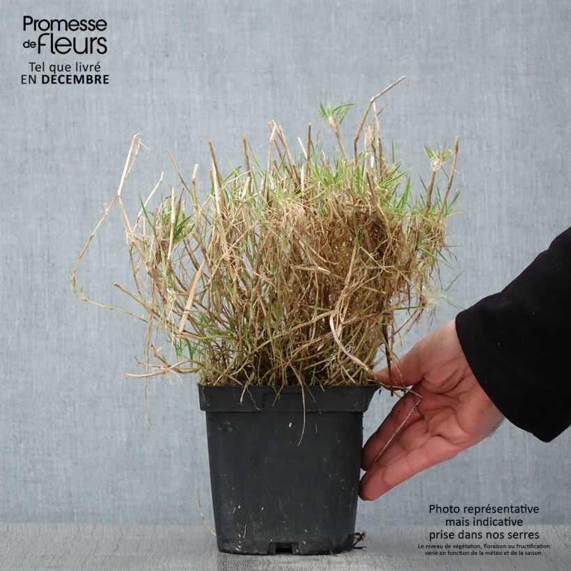 Amostra de Holcus mollis Albovariegatus Vaso de 2 L/3 L tal como entregue no outono