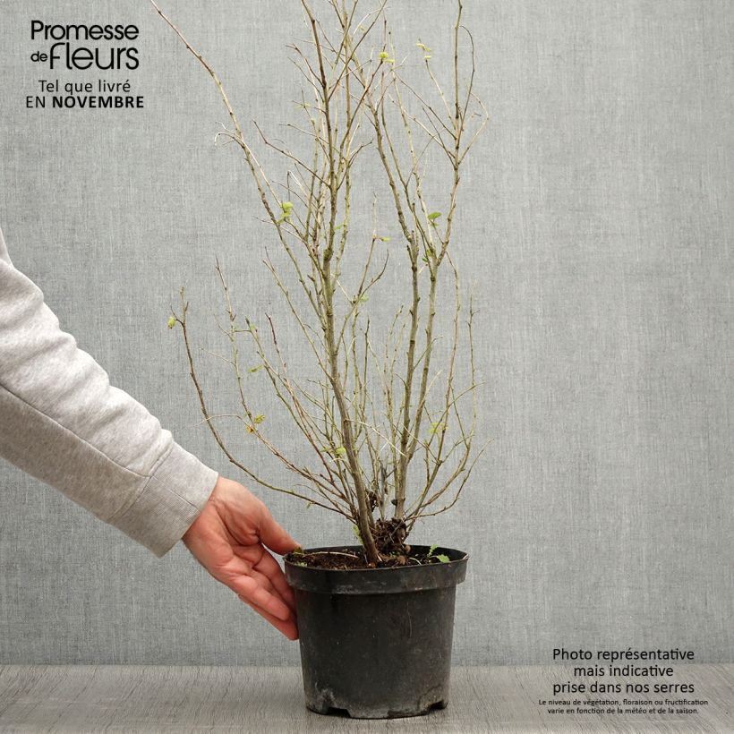 Amostra de Holodiscus discolor Vaso de 4 L/5 L tal como entregue no outono