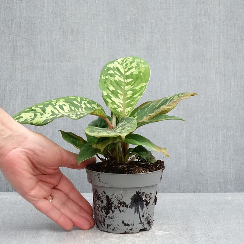 Amostra de Aglaonema wallisii Camouflage Vaso de 12 cm/13 cm tal como entregue na primavera