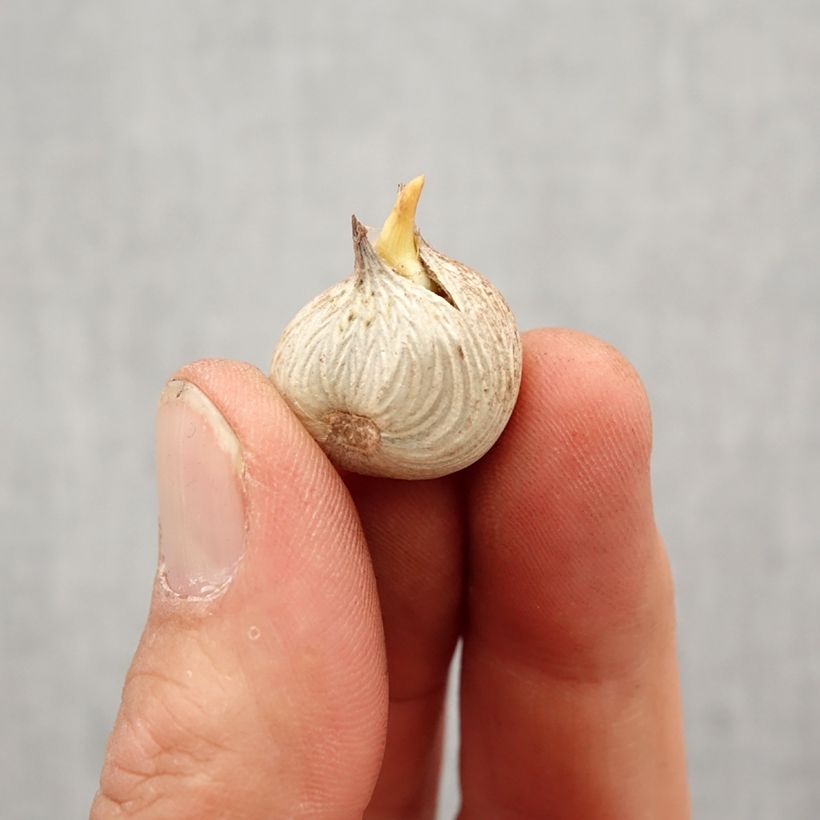 Amostra de Homeria flaccida - Tulipe du Cap Bulbo size 5+ tal como entregue na primavera