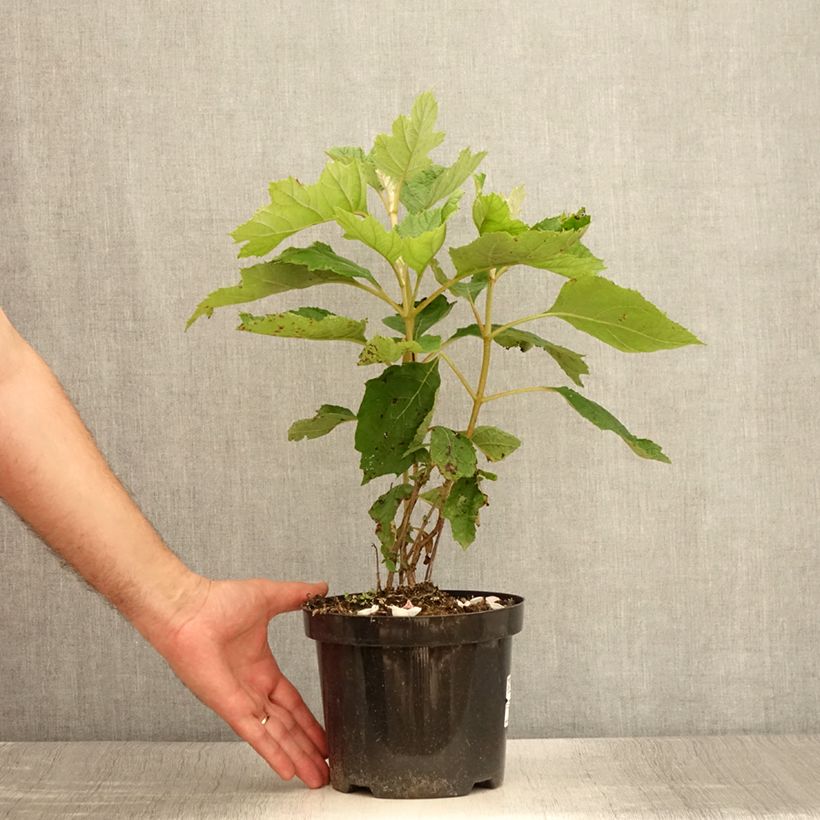 Amostra de Hortênsia quercifolia Vaso de 2 L/3 L tal como entregue no verão