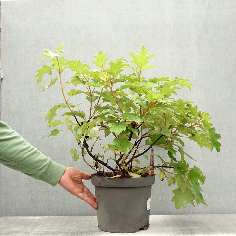 Amostra de Hortênsia quercifolia Vaso de 7,5 L/10 L tal como entregue no verão