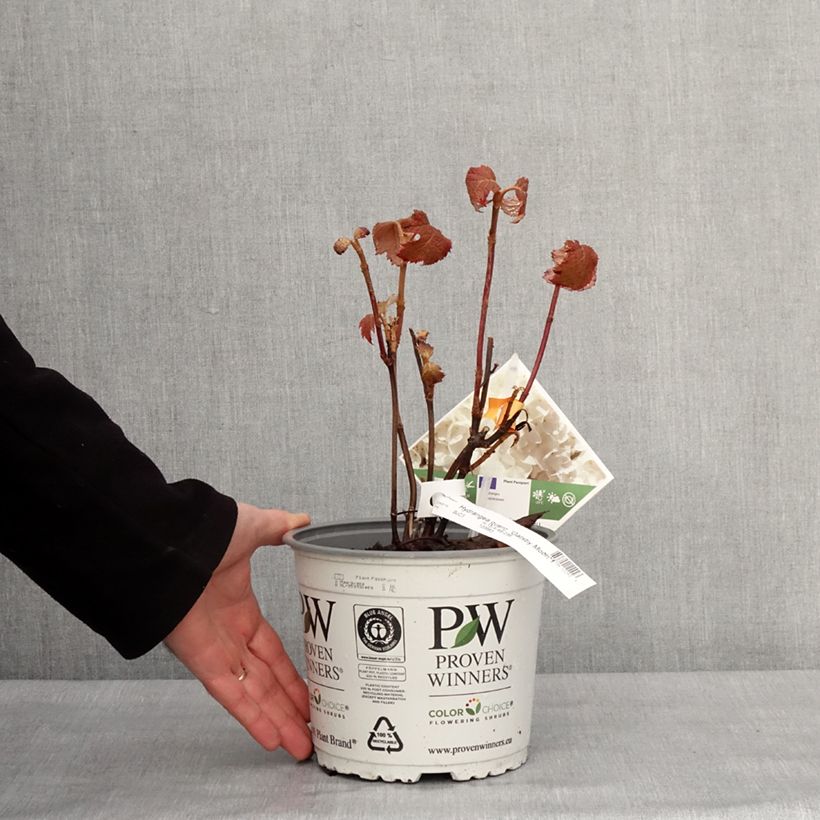 Amostra de Hydrangea quercifolia Gatsby Moon - Hortensia à feuilles de chêne Vaso de 2 L/3 L tal como entregue no inverno