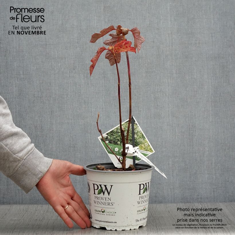 Amostra de Hortênsia-de-folha-de-carvalho - <em>Hydrangea quercifolia</em> 'Gatsby Star' tal como entregue no outono
