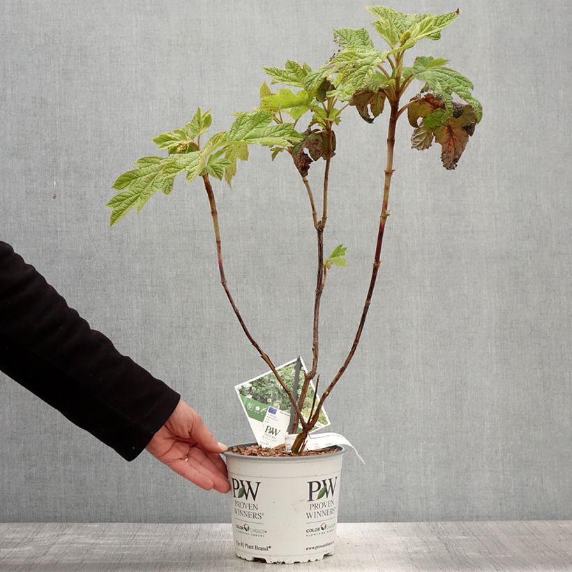 Amostra de Hortênsia-de-folha-de-carvalho - <em>Hydrangea quercifolia</em> 'Gatsby Star' tal como entregue na primavera