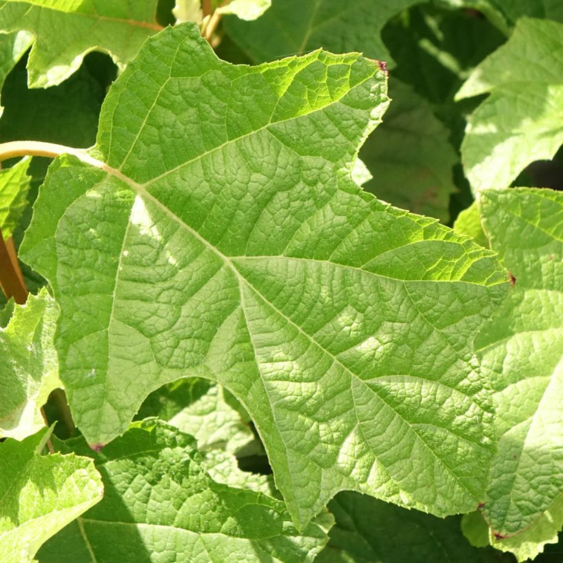 Hortênsia quercifolia Gatsby Star (Folhagem)