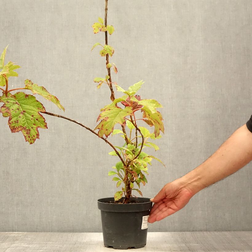 Amostra de Hortênsia quercifolia Sike's Dwarf Vaso de 2 L/3 L tal como entregue no verão