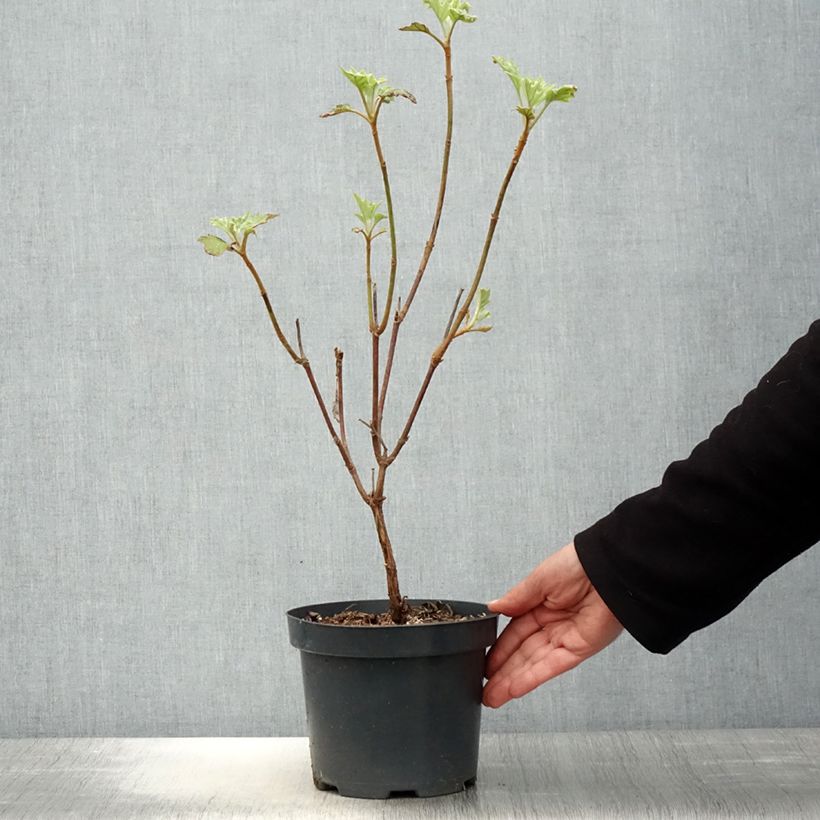 Amostra de Hortênsia quercifolia Sike's Dwarf Vaso de 2 L/3 L tal como entregue na primavera