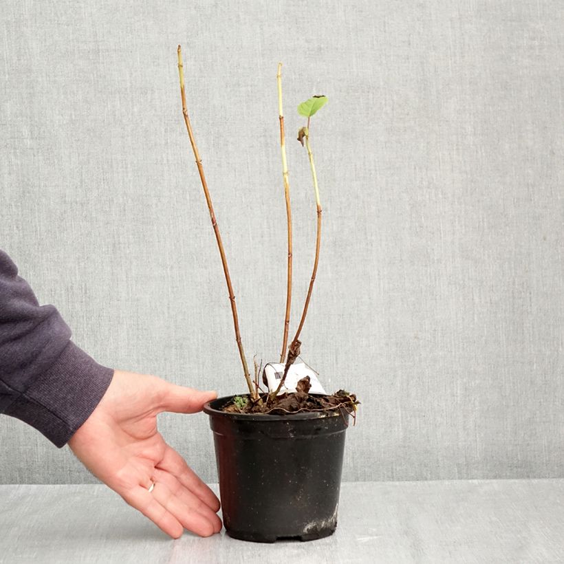 Amostra de Hortênsia arborescens Annabelle Vaso de 12 cm/13 cm tal como entregue no outono