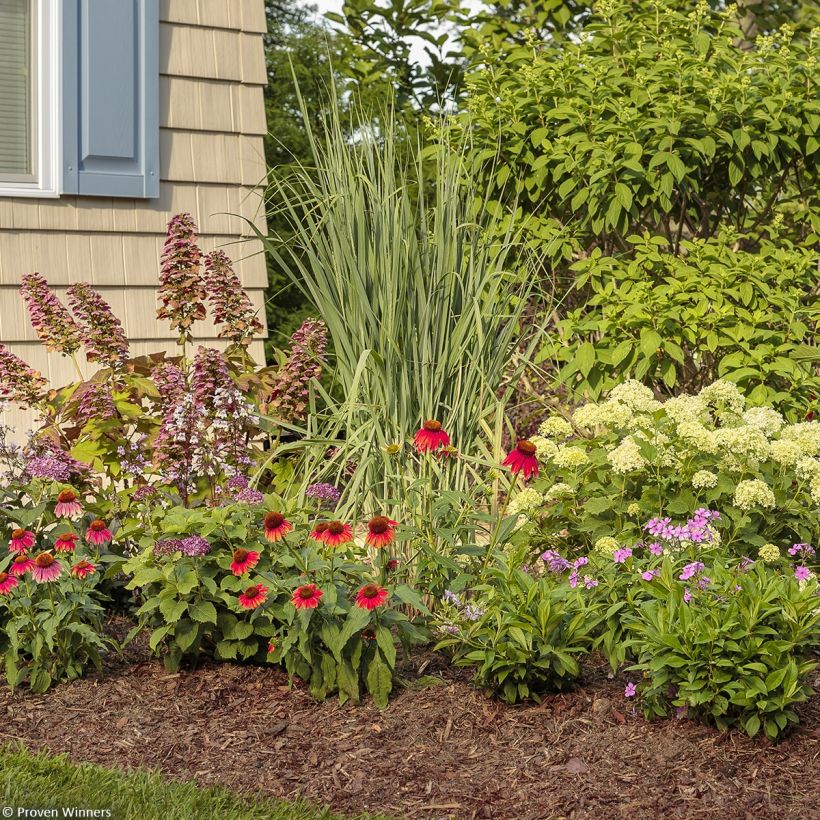 Hortênsia arborescens BellaRagazza Limetta (Hábito)