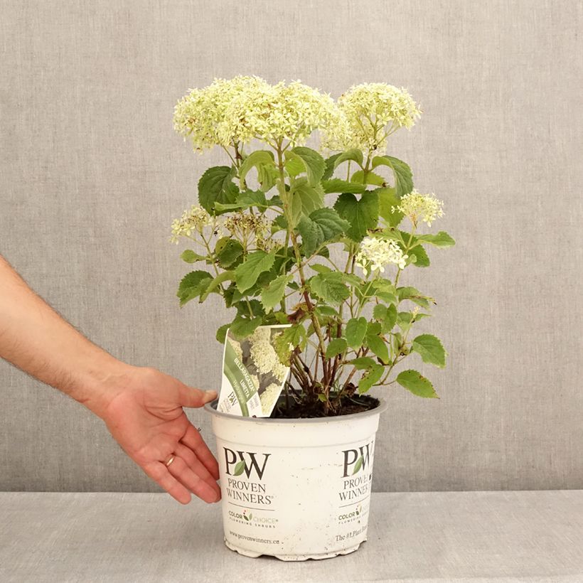 Amostra de Hortênsia arborescens BellaRagazza Limetta Vaso de 4 L/5 L tal como entregue no verão