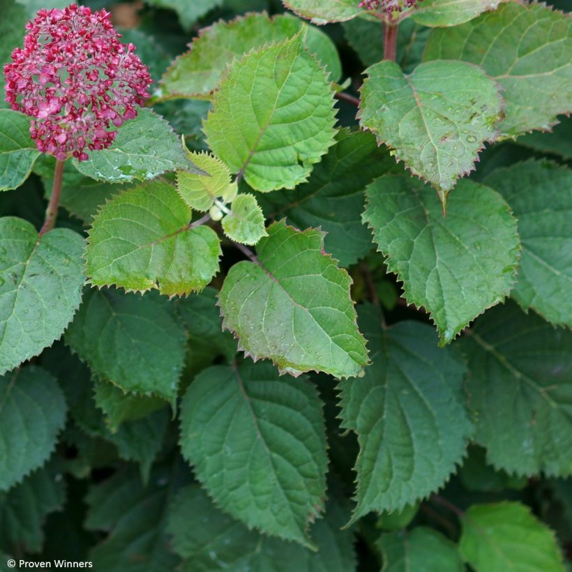 Hortênsia arborescens BellaRagazza Mauvette (Folhagem)