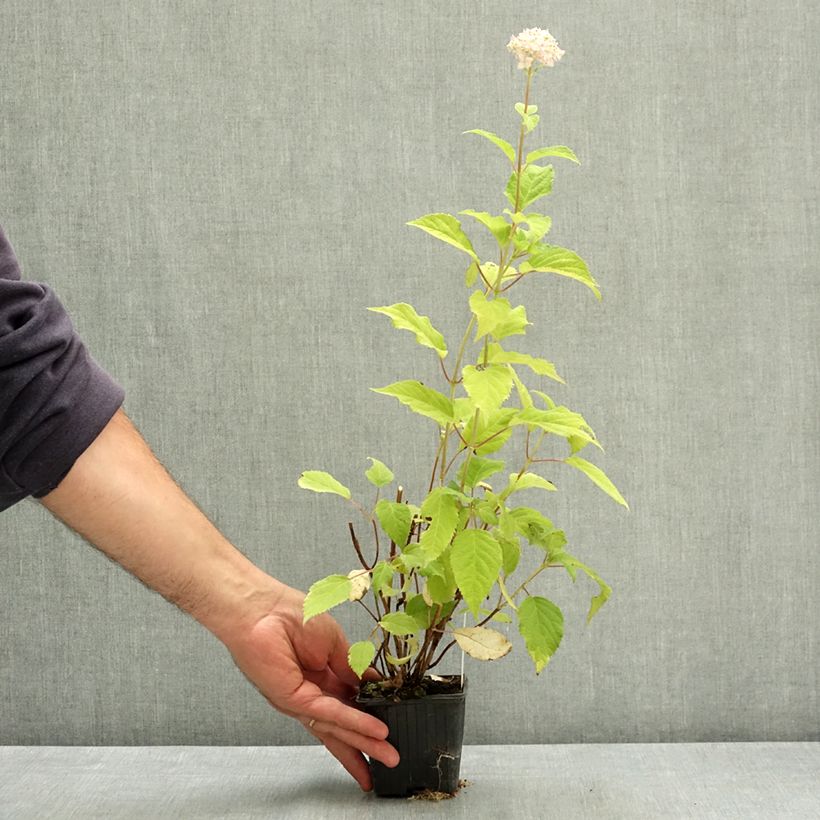 Amostra de Hortênsia arborescens Candybelle Marshmallow Vaso de 8/9 cm tal como entregue no verão