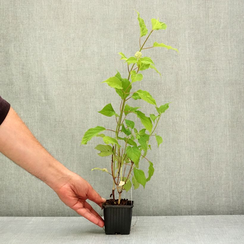 Amostra de Hortênsia arborescens Candybelle Marshmallow Vaso de 8/9 cm tal como entregue na primavera