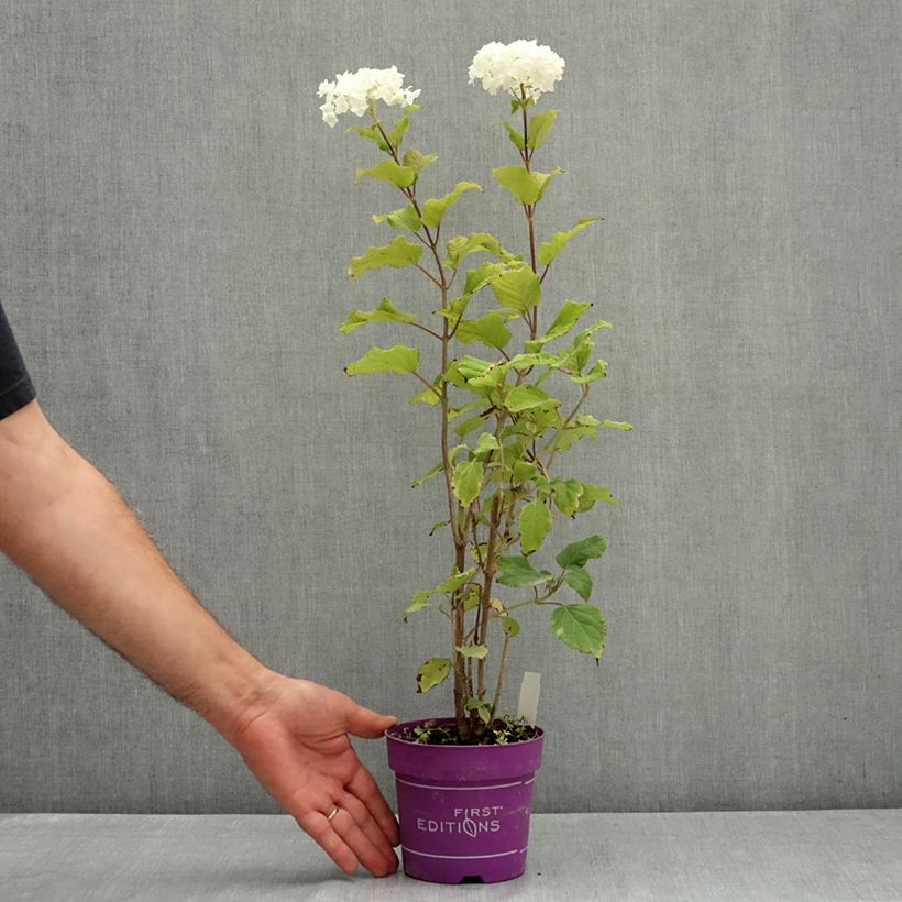 Amostra de Hortênsia arborescens FlowerWOW Vaso de 1 L/1,5 L tal como entregue no verão