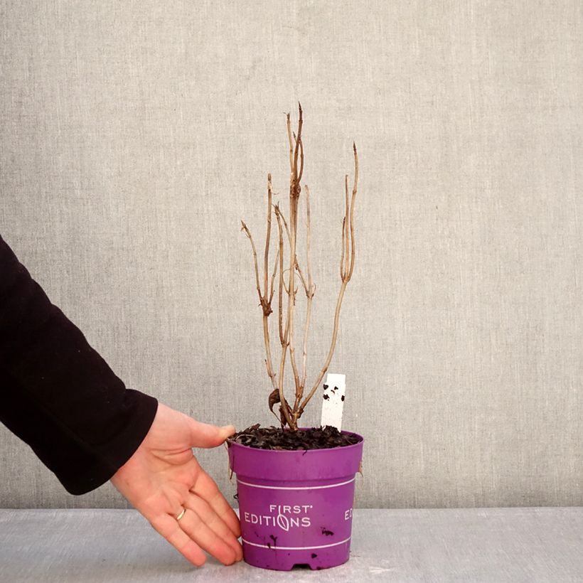 Amostra de Hortênsia arborescens FlowerWOW Vaso de 1 L/1,5 L tal como entregue no inverno