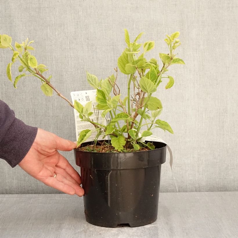 Amostra de Hortênsia arborescens Golden Annabelle Vaso de 3 L/4 L tal como entregue na primavera