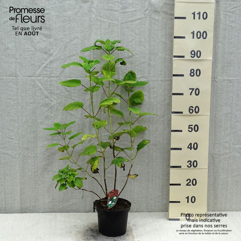 Amostra de Hortênsia arborescens Hills Of Snow Vaso de 2 L/3 L tal como entregue no verão