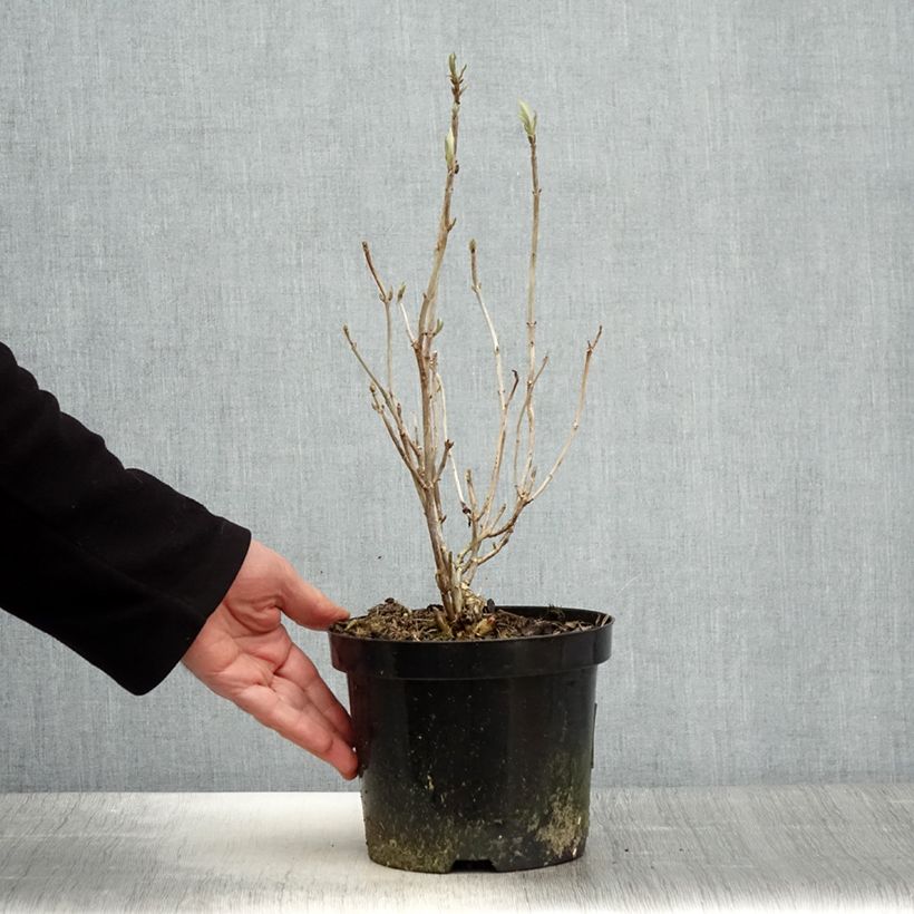 Amostra de Hortênsia arborescens Hills Of Snow Vaso de 2 L/3 L tal como entregue na primavera