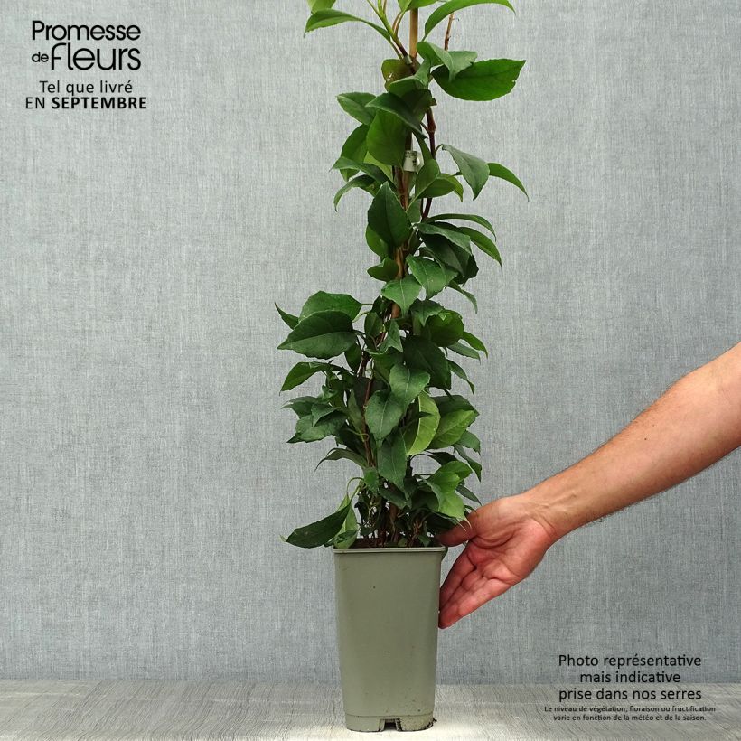 Amostra de Hortênsia trepadeira seemanii Vaso de 2 L/3 L tal como entregue no outono
