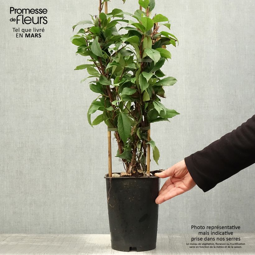 Amostra de Hortênsia trepadeira seemanii Vaso de 6 L/7 L tal como entregue na primavera