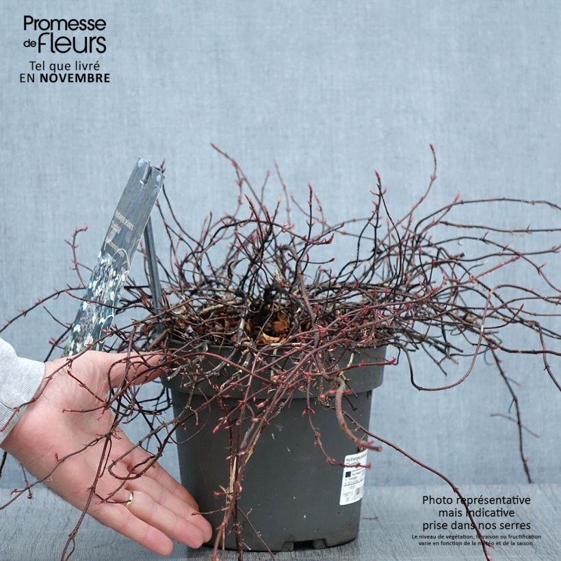 Amostra de Hortênsia trepadeira anomala petiolaris var. cordifolia Vaso de 3 L/4 L tal como entregue no outono