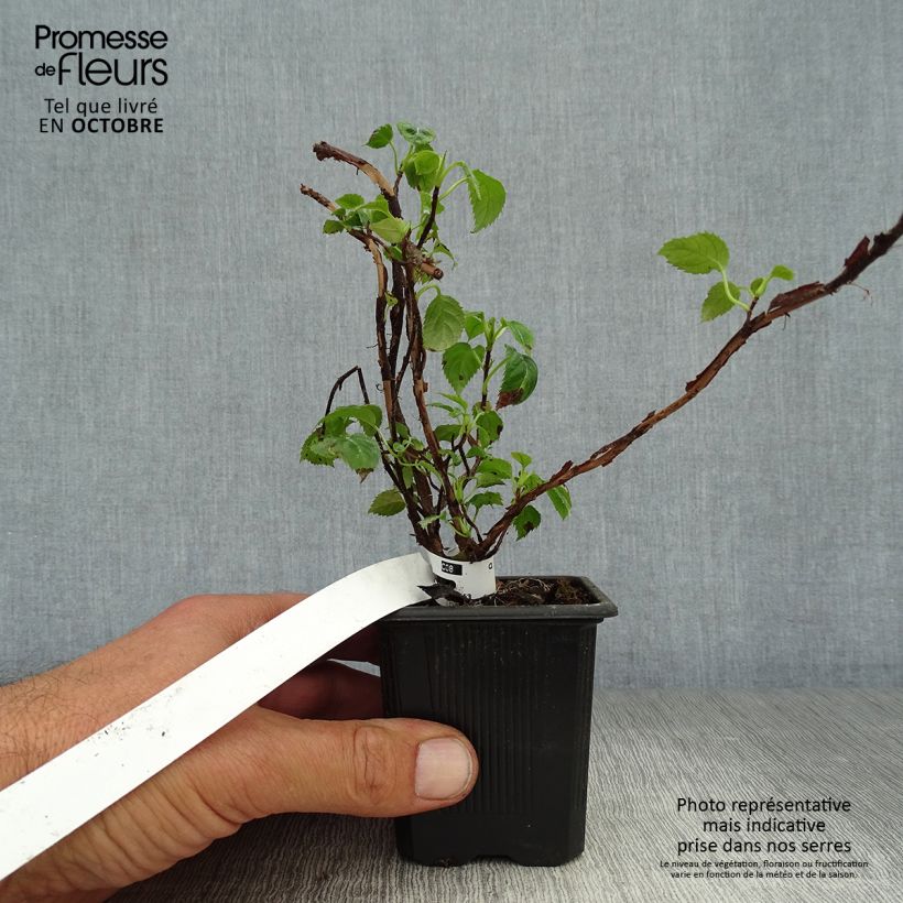 Amostra de Hortênsia trepadeira anomala ssp. petiolaris Vaso de 8/9 cm tal como entregue no outono