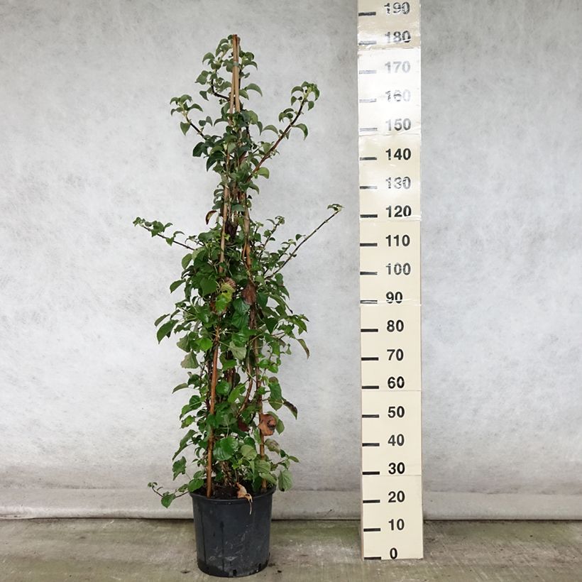 Amostra de Hortênsia trepadeira anomala ssp. petiolaris Vaso de 4 L/5 L tal como entregue no verão