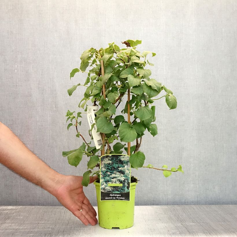 Amostra de Hortênsia trepadeira anomala ssp. petiolaris Vaso de 2 L/3 L tal como entregue no verão