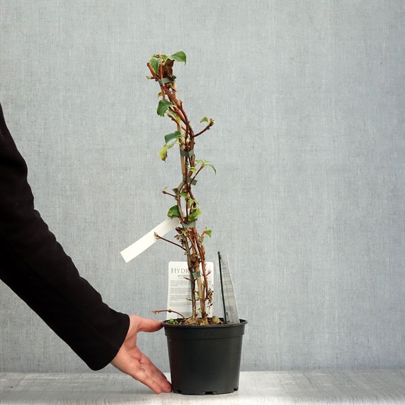 Amostra de Hortênsia trepadeira anomala petiolaris Miranda Vaso de 2 L/3 L tal como entregue no outono