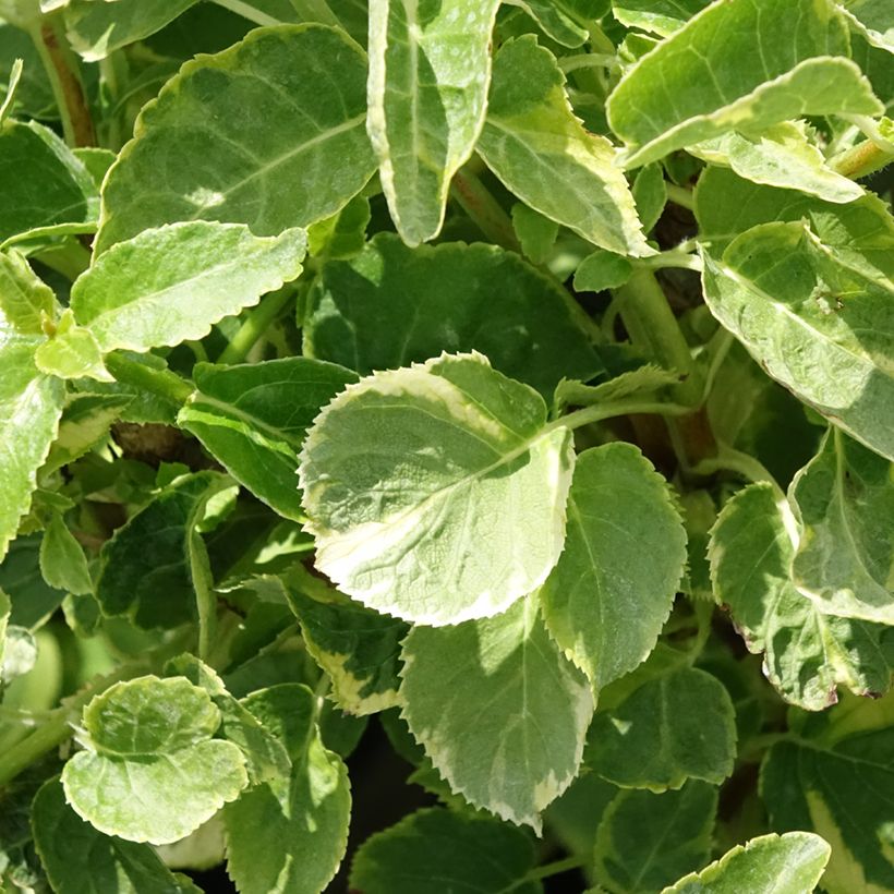 Hortênsia trepadeira anomala petiolaris Miranda (Folhagem)