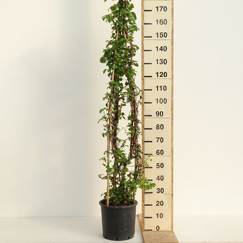 Amostra de Hortensia grimpant - Hydrangea petiolaris Vaso de 12 L/15 L tal como entregue na primavera