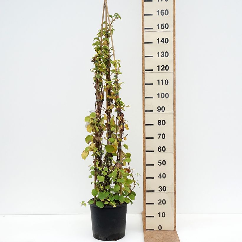 Amostra de Hortênsia trepadeira anomala ssp. petiolaris Vaso de 12 L/15 L tal como entregue no outono