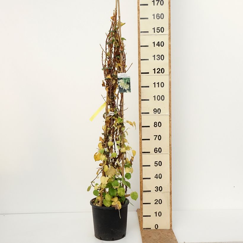 Amostra de Hortênsia trepadeira anomala ssp. petiolaris Vaso de 4 L/5 L tal como entregue no outono