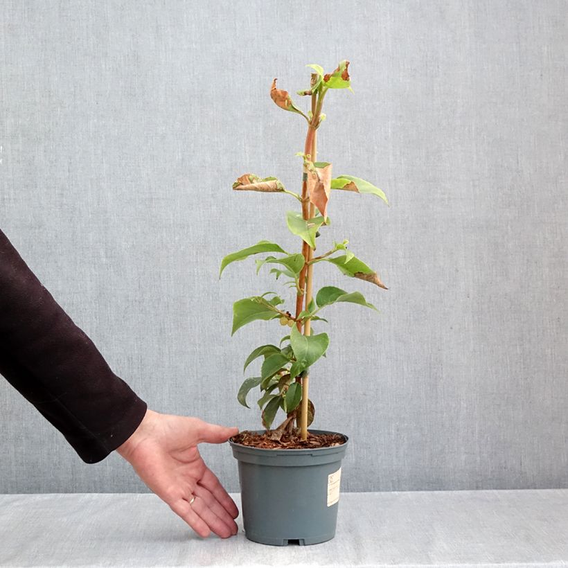 Amostra de Hortênsia trepadeira Semiola Vaso de 2 L/3 L tal como entregue no outono
