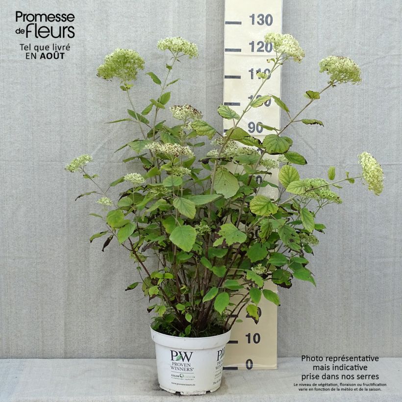Amostra de Hortênsia arborescens Lime Rickey Vaso de 7,5 L/10 L tal como entregue no verão