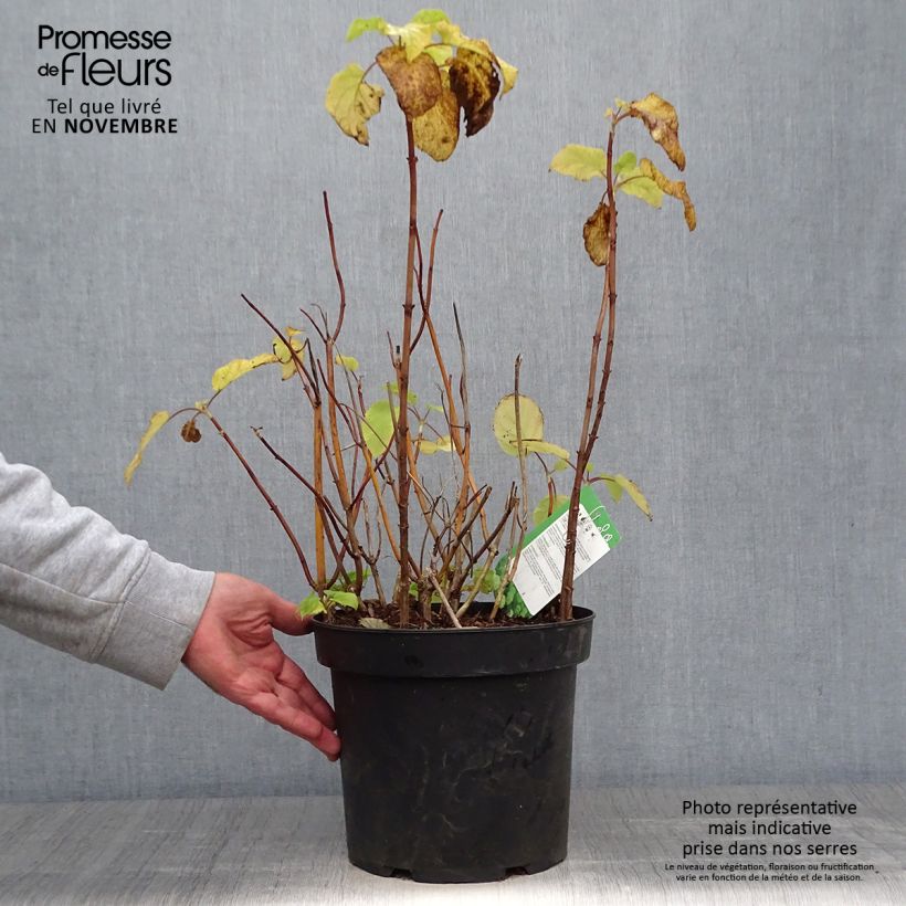 Amostra de Hortênsia arborescens Annabelle Vaso de 6 L/7 L tal como entregue no outono