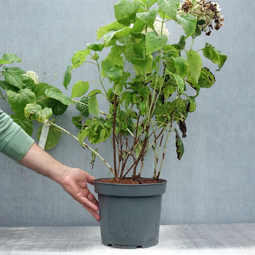 Amostra de Hortênsia arborescens Annabelle Vaso de 6 L/7 L tal como entregue no verão