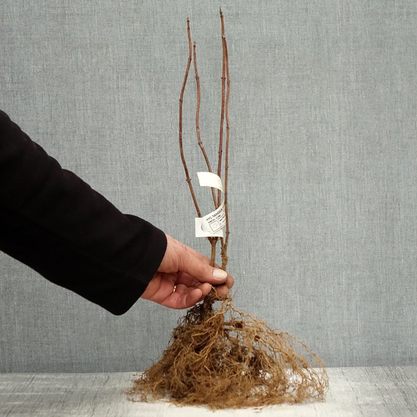 Amostra de Hortênsia arborescens Annabelle Raízes nuas tal como entregue no inverno