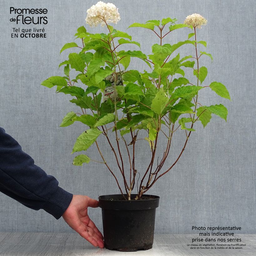 Amostra de Hortênsia arborescens Candybelle Marshmallow Vaso de 3 L/4 L tal como entregue no outono