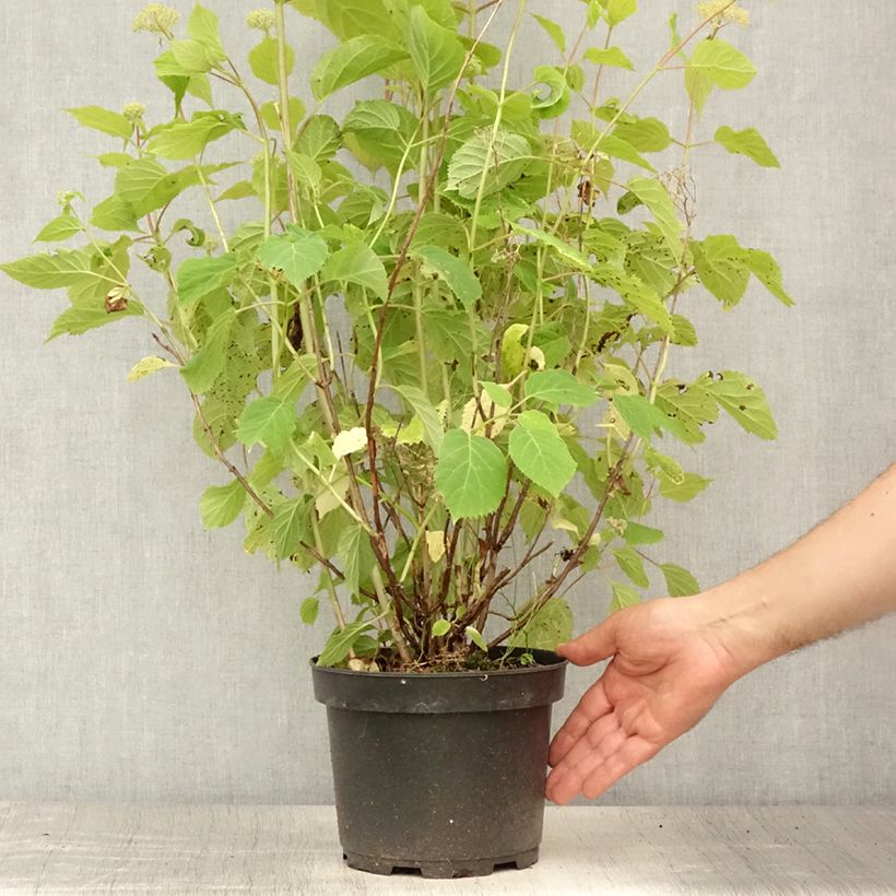 Amostra de Hortênsia arborescens Candybelle Marshmallow Vaso de 3 L/4 L tal como entregue no verão