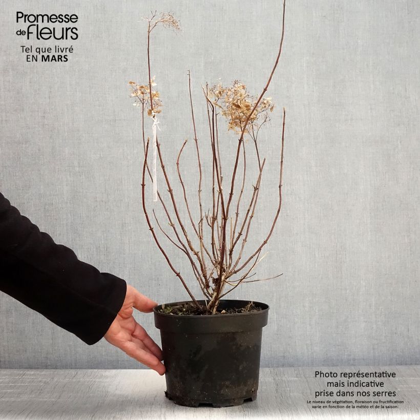 Amostra de Hortênsia arborescens Candybelle Marshmallow Vaso de 3 L/4 L tal como entregue na primavera