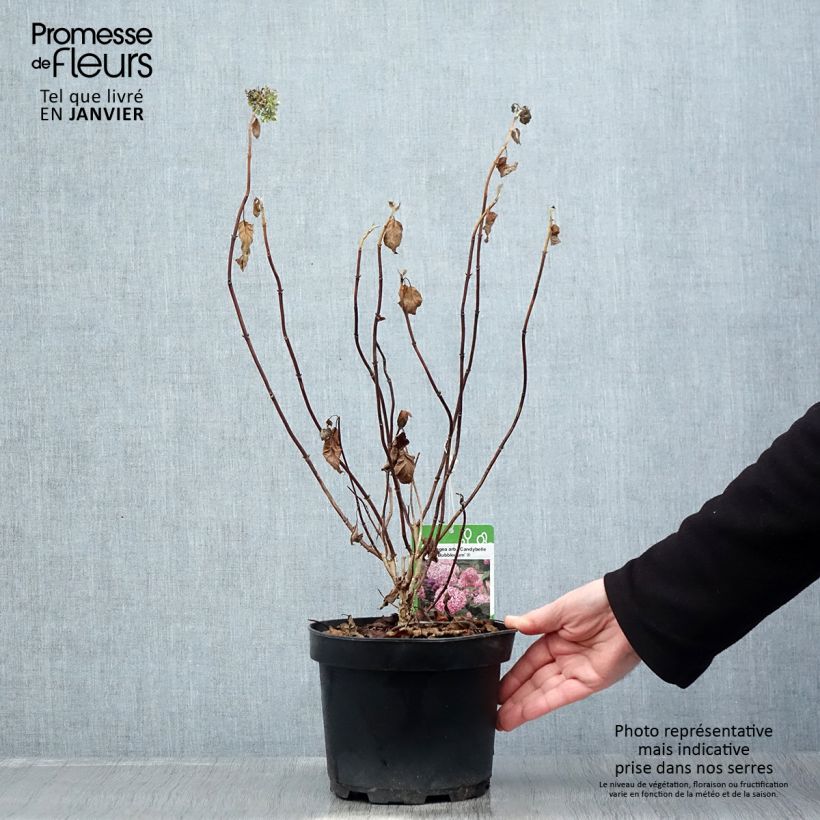 Amostra de Hortênsia arborescens Candybelle® Bubblegum Vaso de 3 L/4 L tal como entregue no inverno