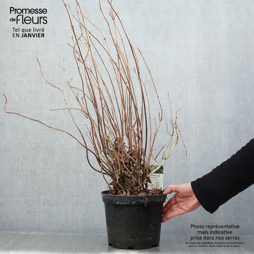 Amostra de Hortensia arborescens Emerald lace  Vaso de 4 L/5 L tal como entregue no inverno