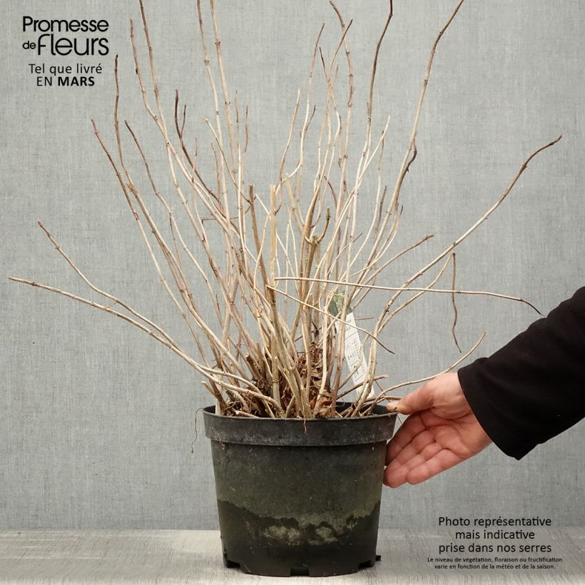 Amostra de Hortênsia arborescens Emerald lace Vaso de 4 L/5 L tal como entregue na primavera