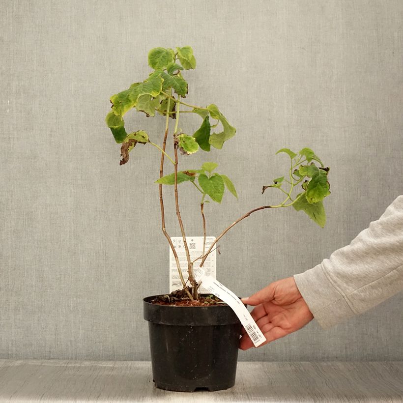 Amostra de Hortênsia arborescens Golden Annabelle Vaso de 3 L/4 L tal como entregue no outono