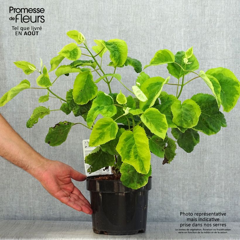 Amostra de Hortênsia arborescens Golden Annabelle Vaso de 3 L/4 L tal como entregue no verão